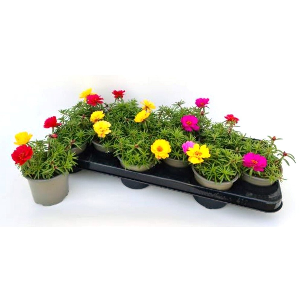 Portulaca grandifora
