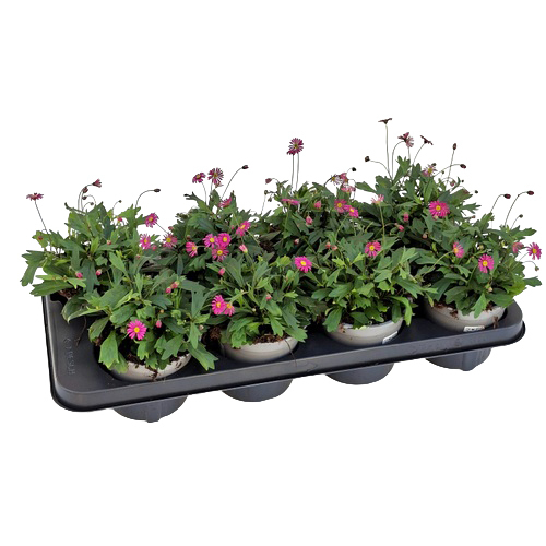 Brachyscome multifida magenta delight