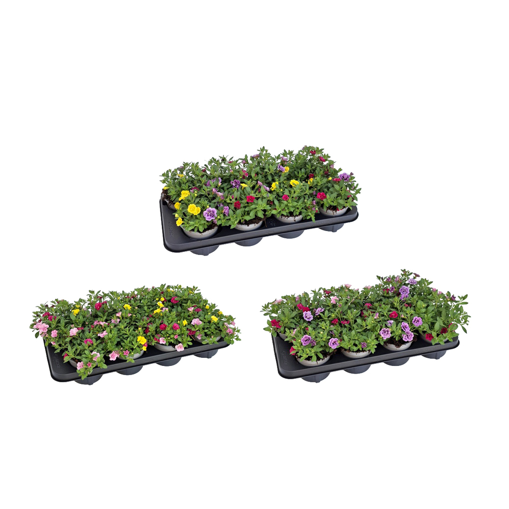 Calibrachoa confetti garden trio