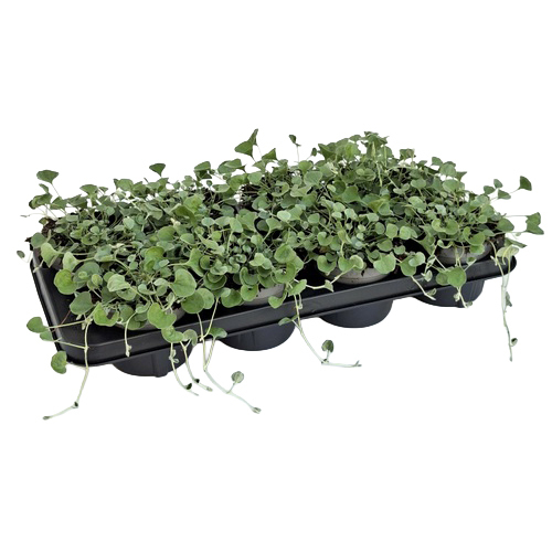 Dichondra argenta silver falls