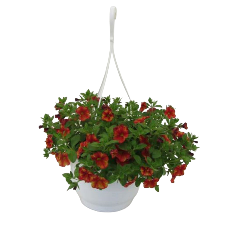 Calibrachoa