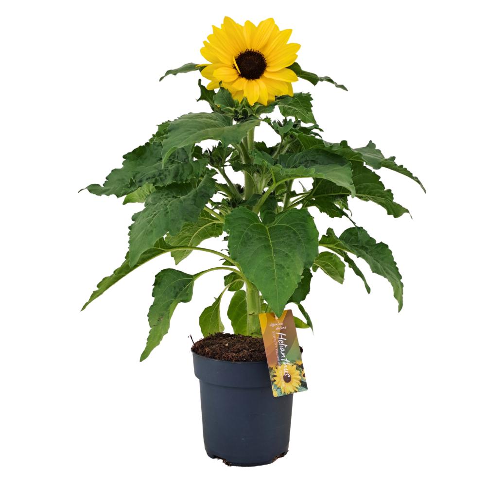 helianthus