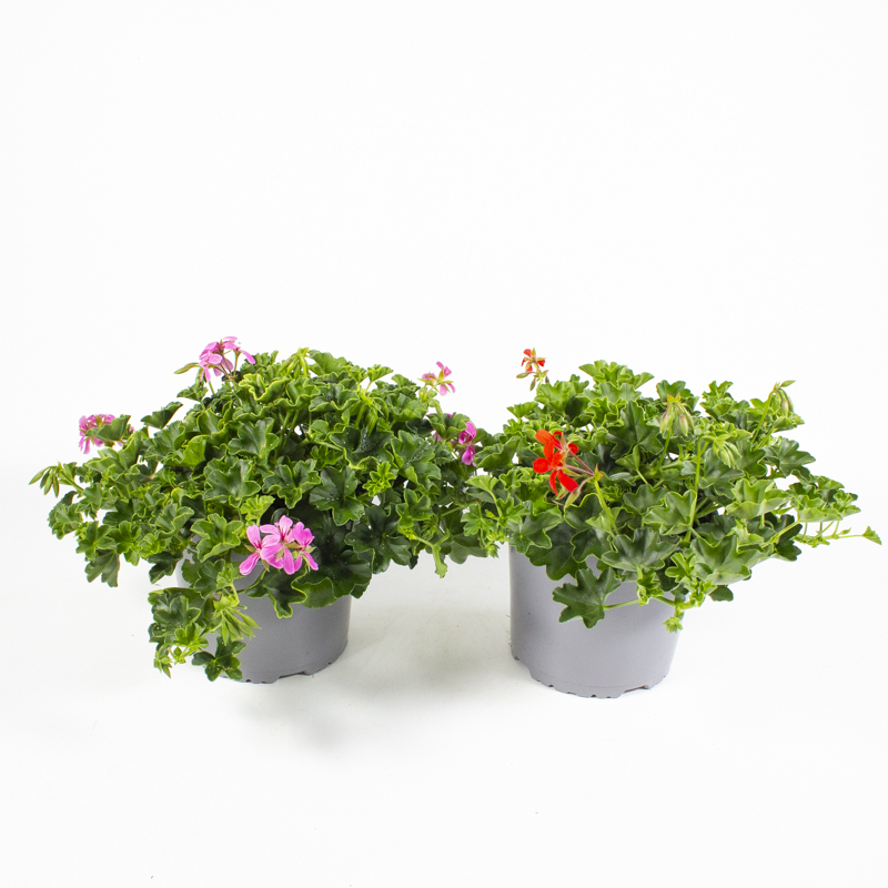 Pelargonium peltatum ville