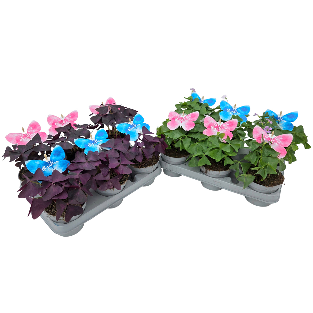 Oxalis triangularis
