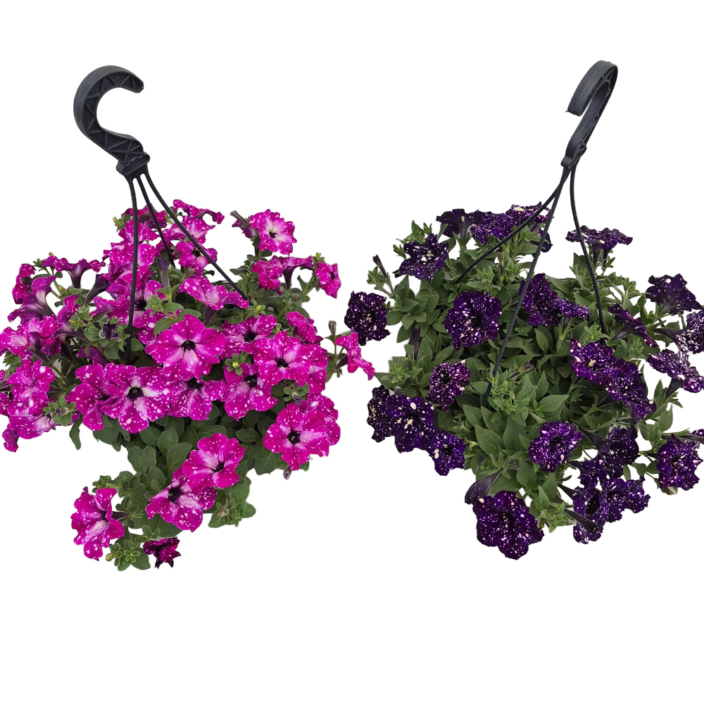 Petunia nightsky