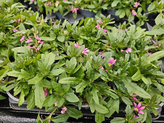 Scaevola