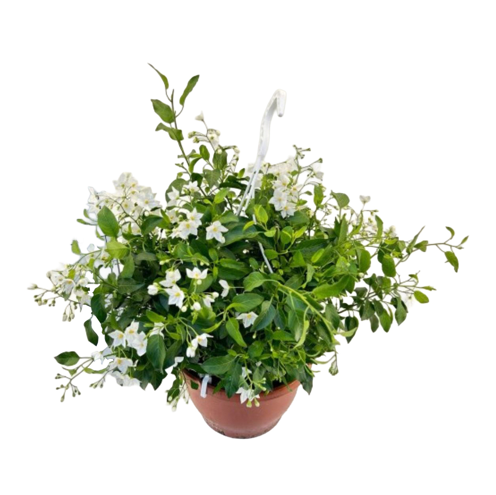 Solanum jasminoides