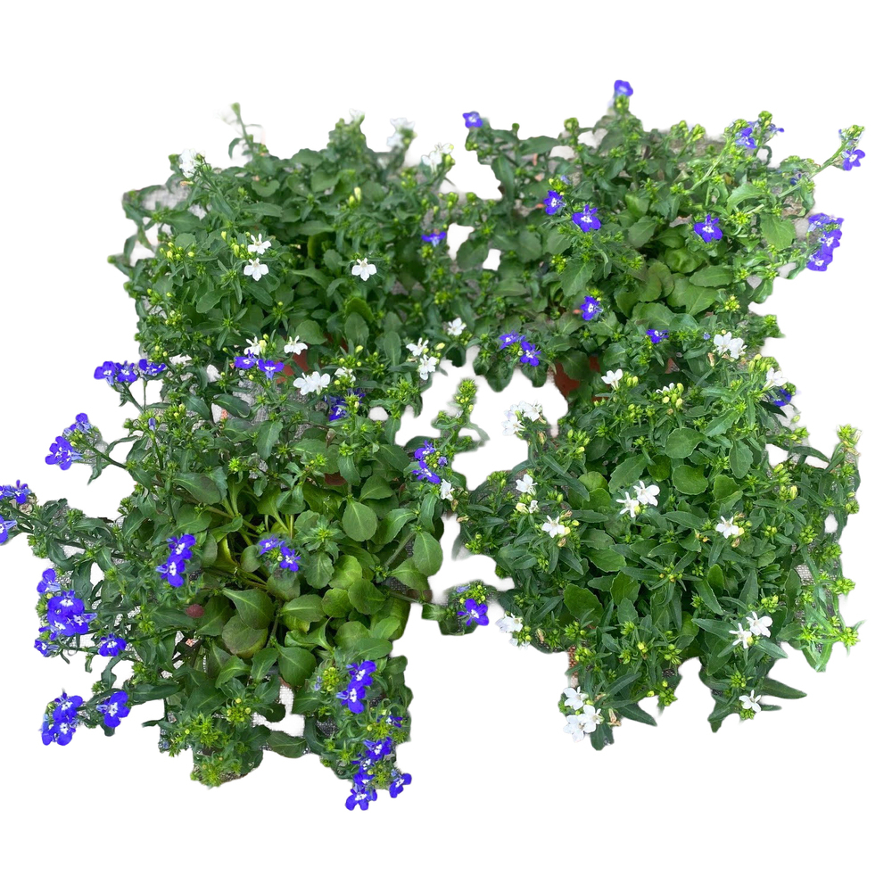 Lobelia erinus glow