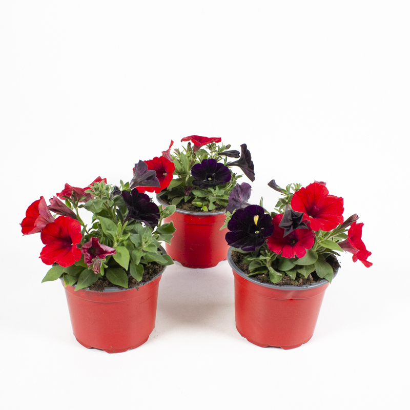 Petunia duo