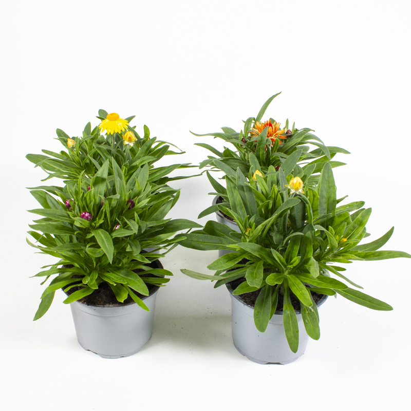Bracteantha bracteatum