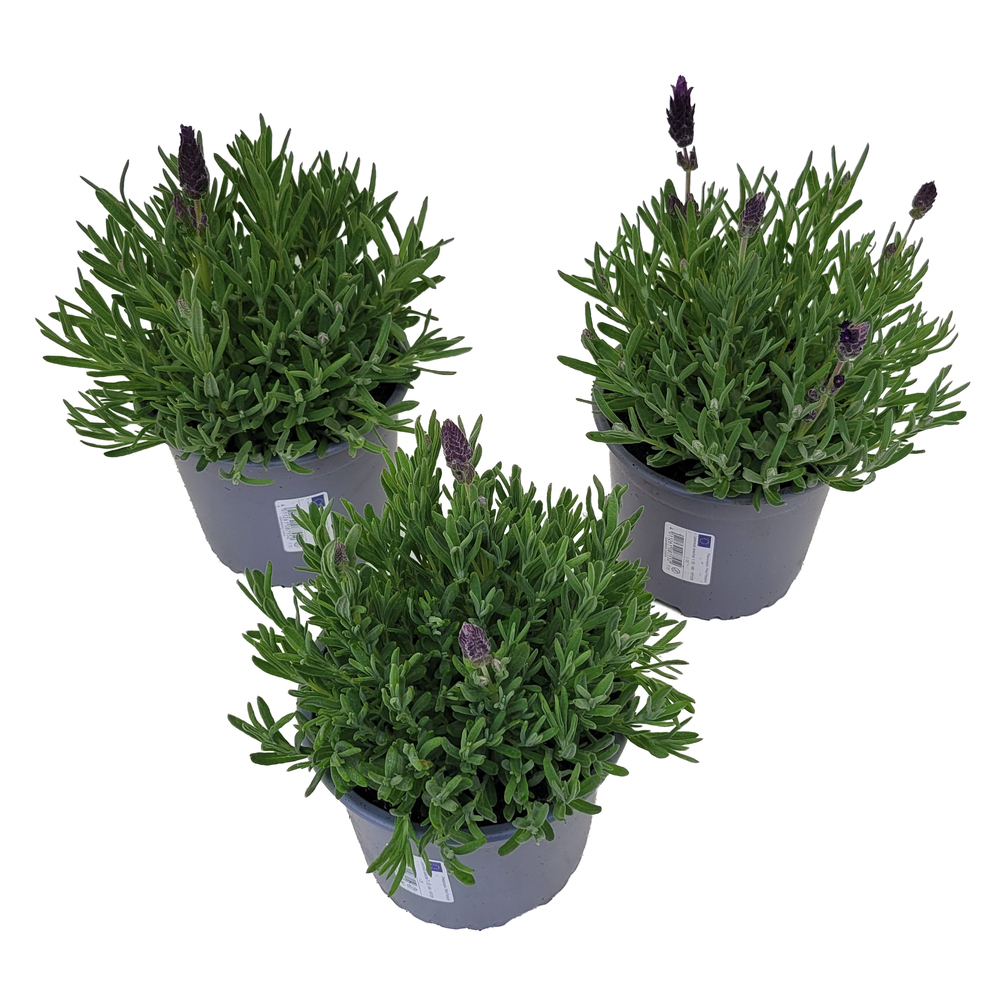 Lavandula stoechas