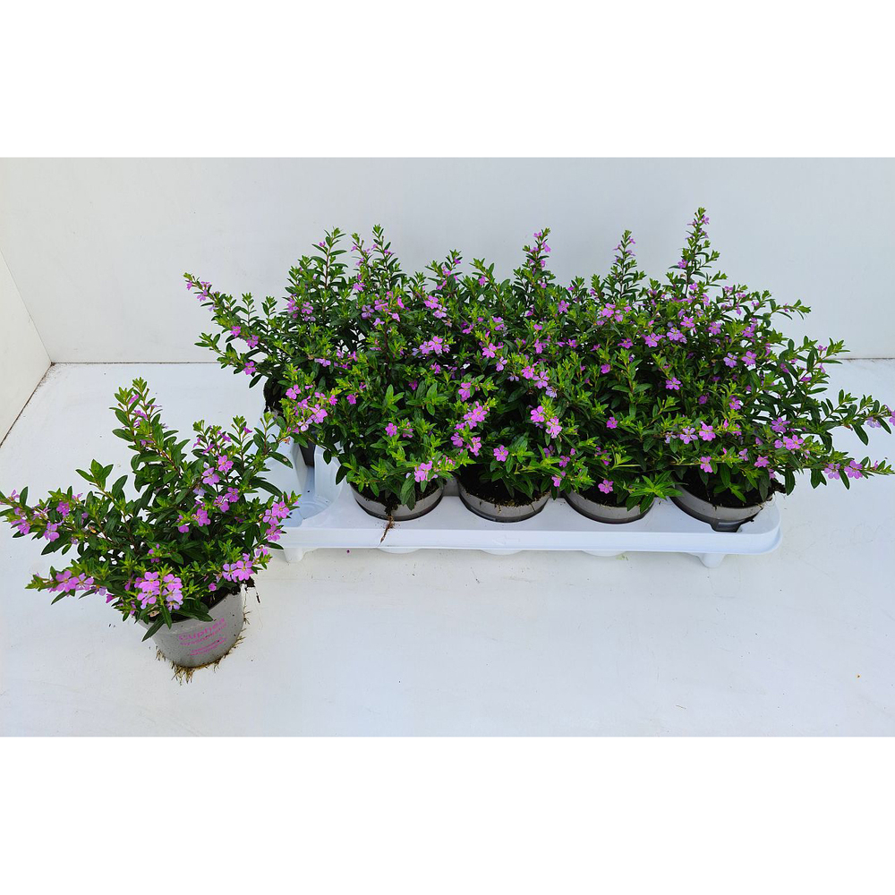 Cuphea hyssopifolia