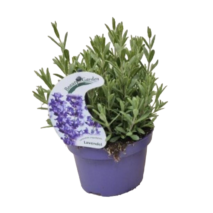 Lavandula angustifolia arderche blue