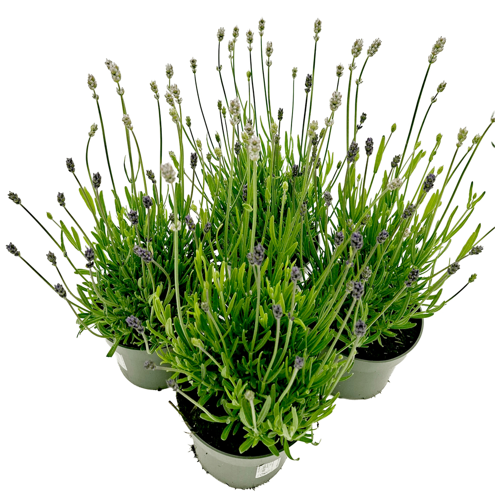 Lavandula angustifolia twin/duo