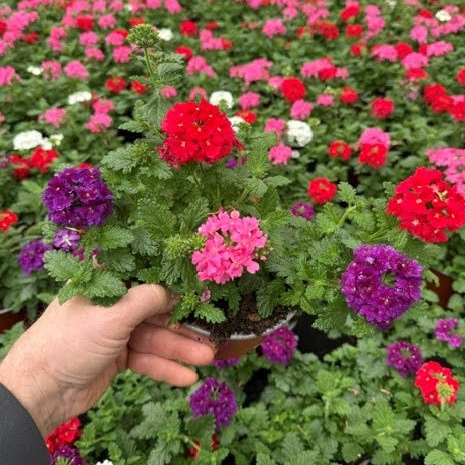 Verbena trio