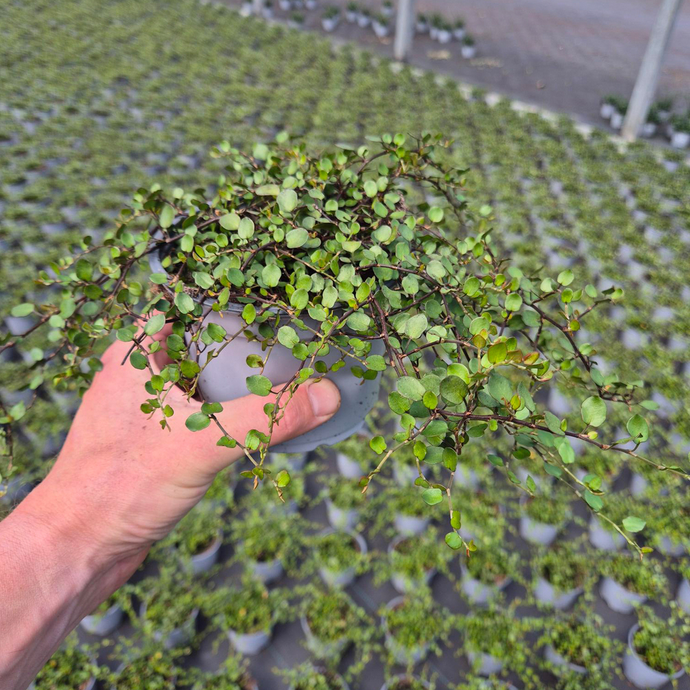 Muehlenbeckia complexa