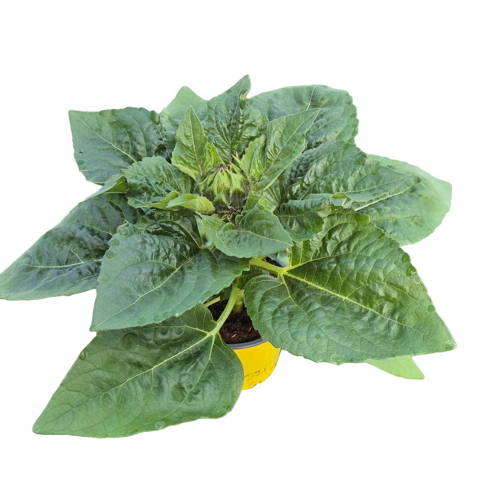 Helianthus annuus