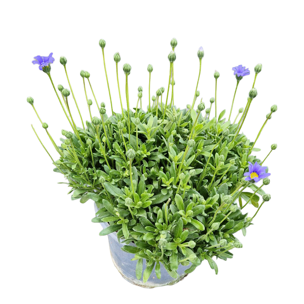 Felicia amelloides