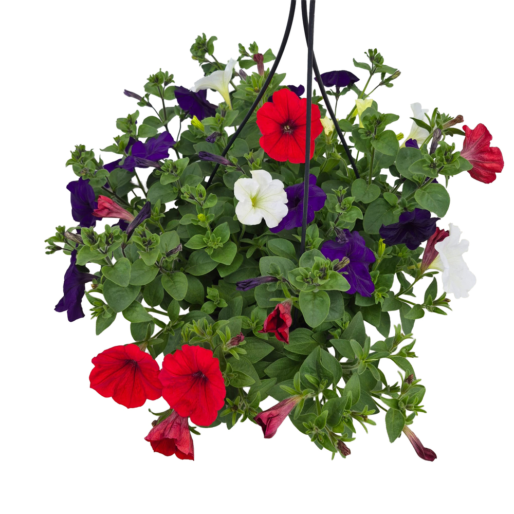 Petunia trio