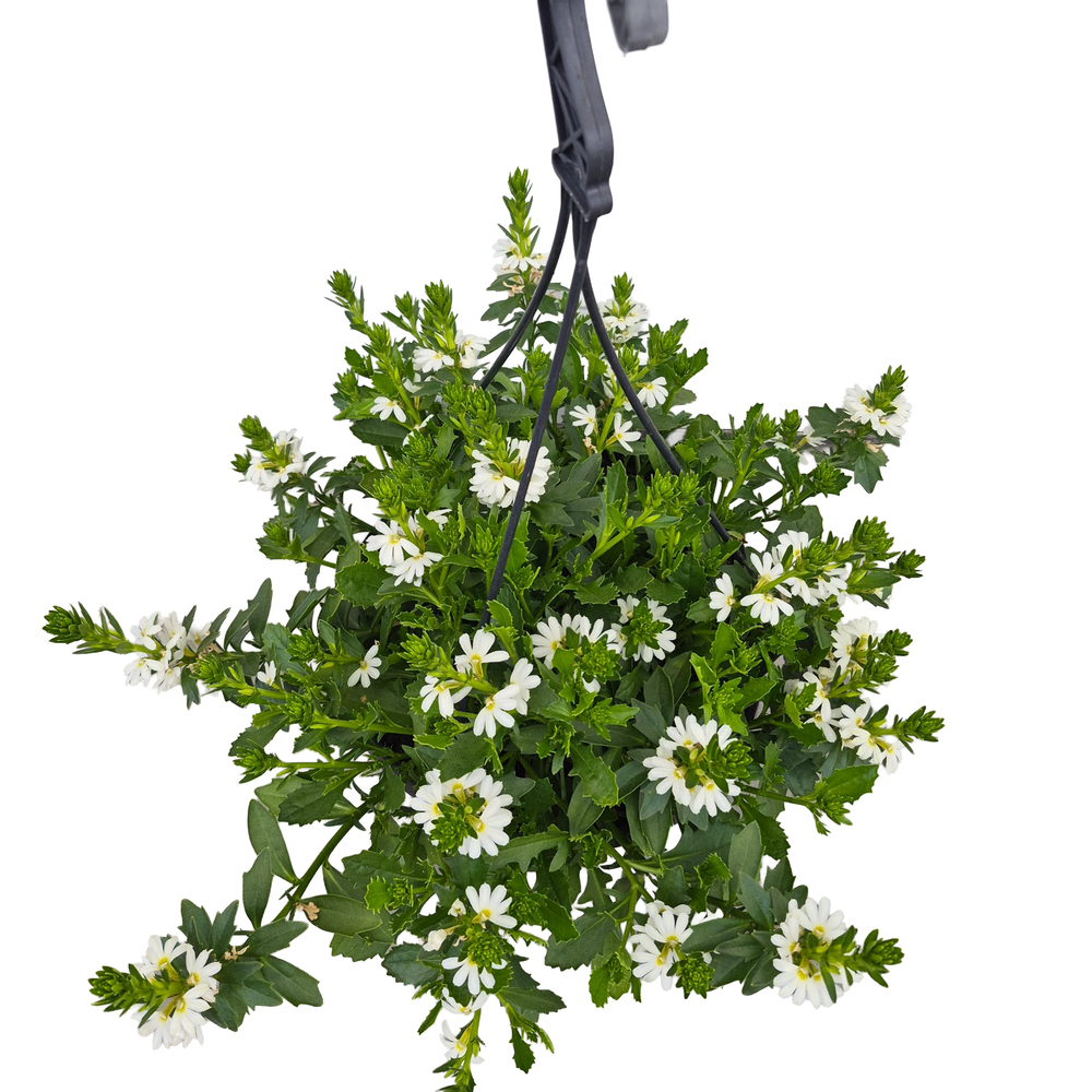 Scaevola aemula