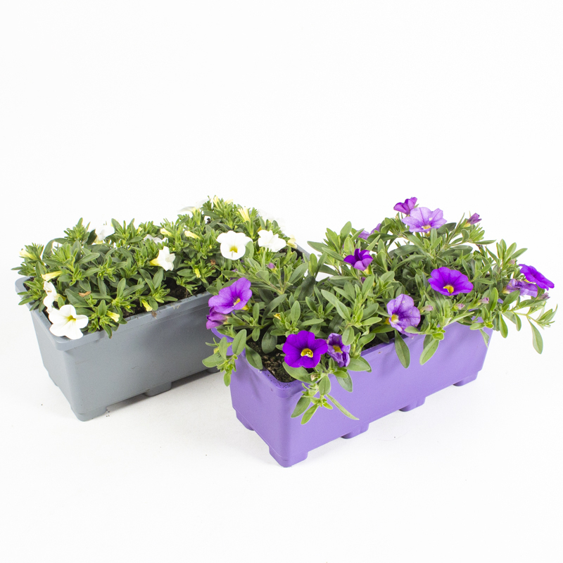 Calibrachoa