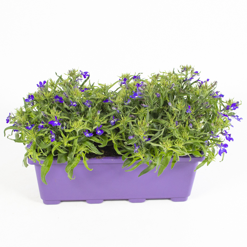 lobelia erinus