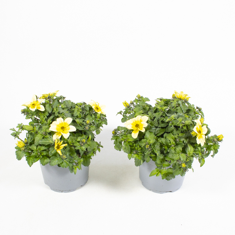 Bidens ferulifolia