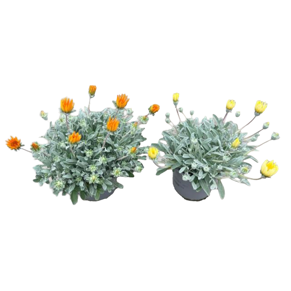 Gazania rigens sun stopper