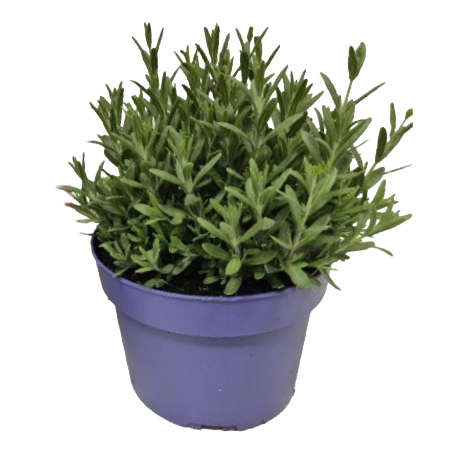 Lavandula angustifolia arderche blue