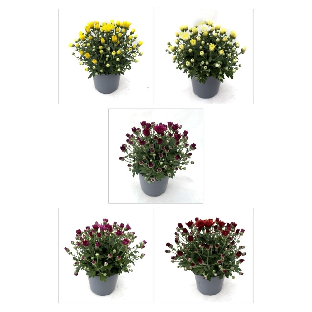 Chrysanthemum winterhart