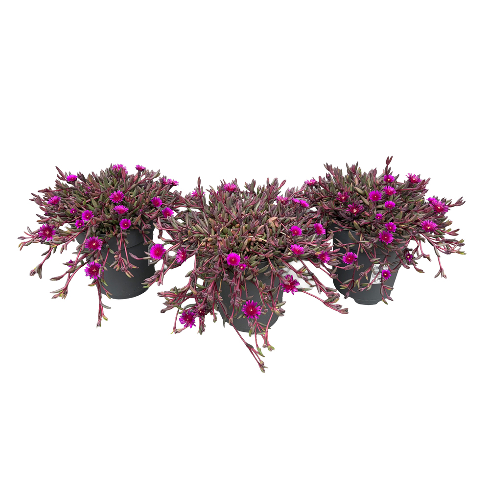 Delosperma cooperi jewel of desert
