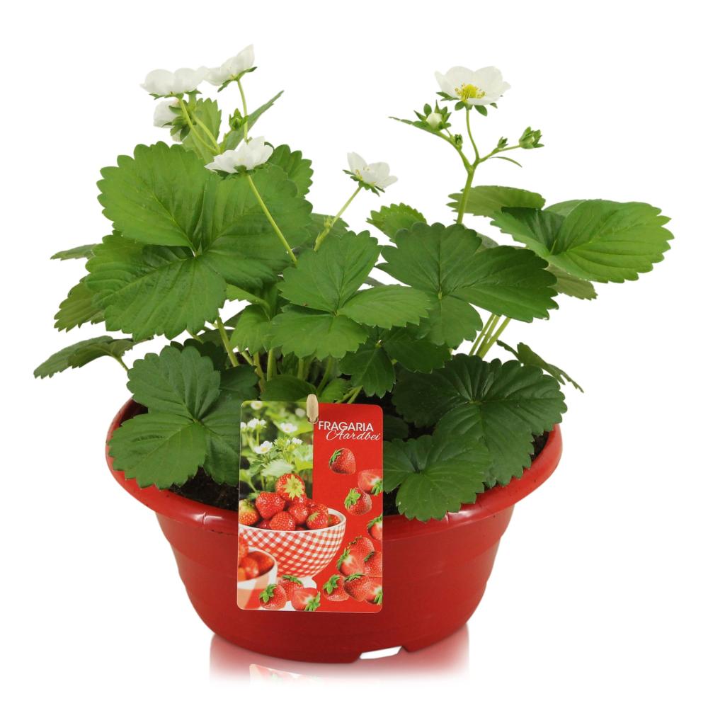 fragaria