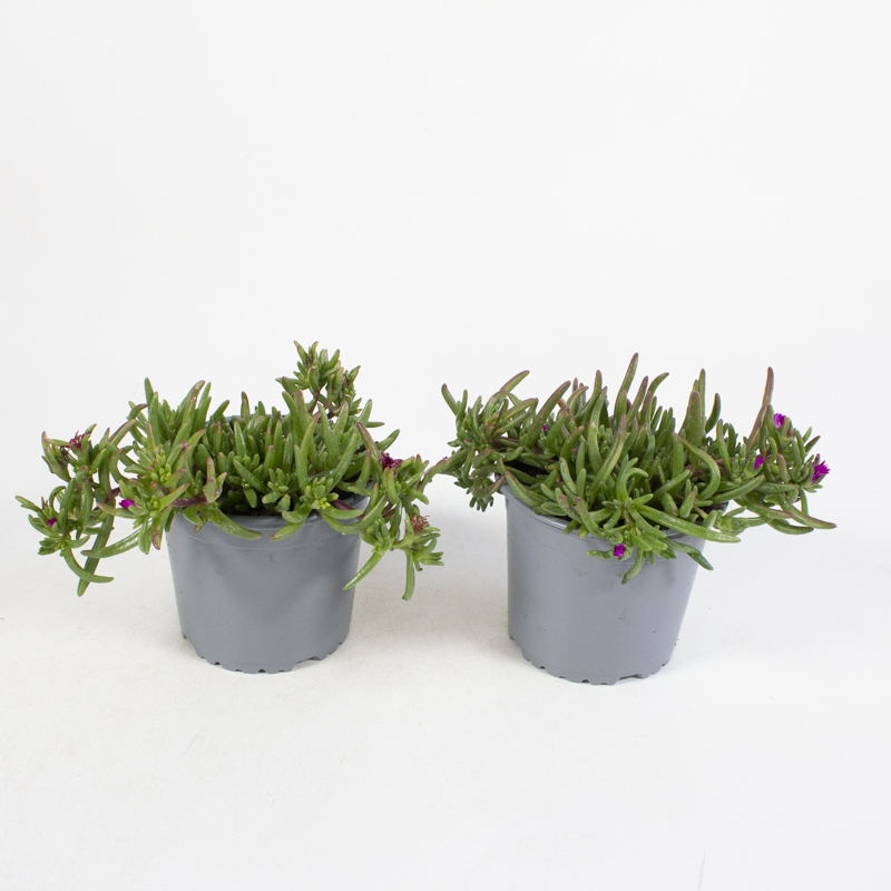 Delosperma cooperi