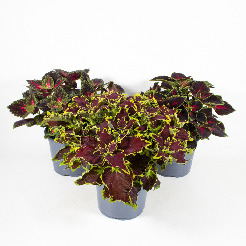 Coleus blumei hybriden