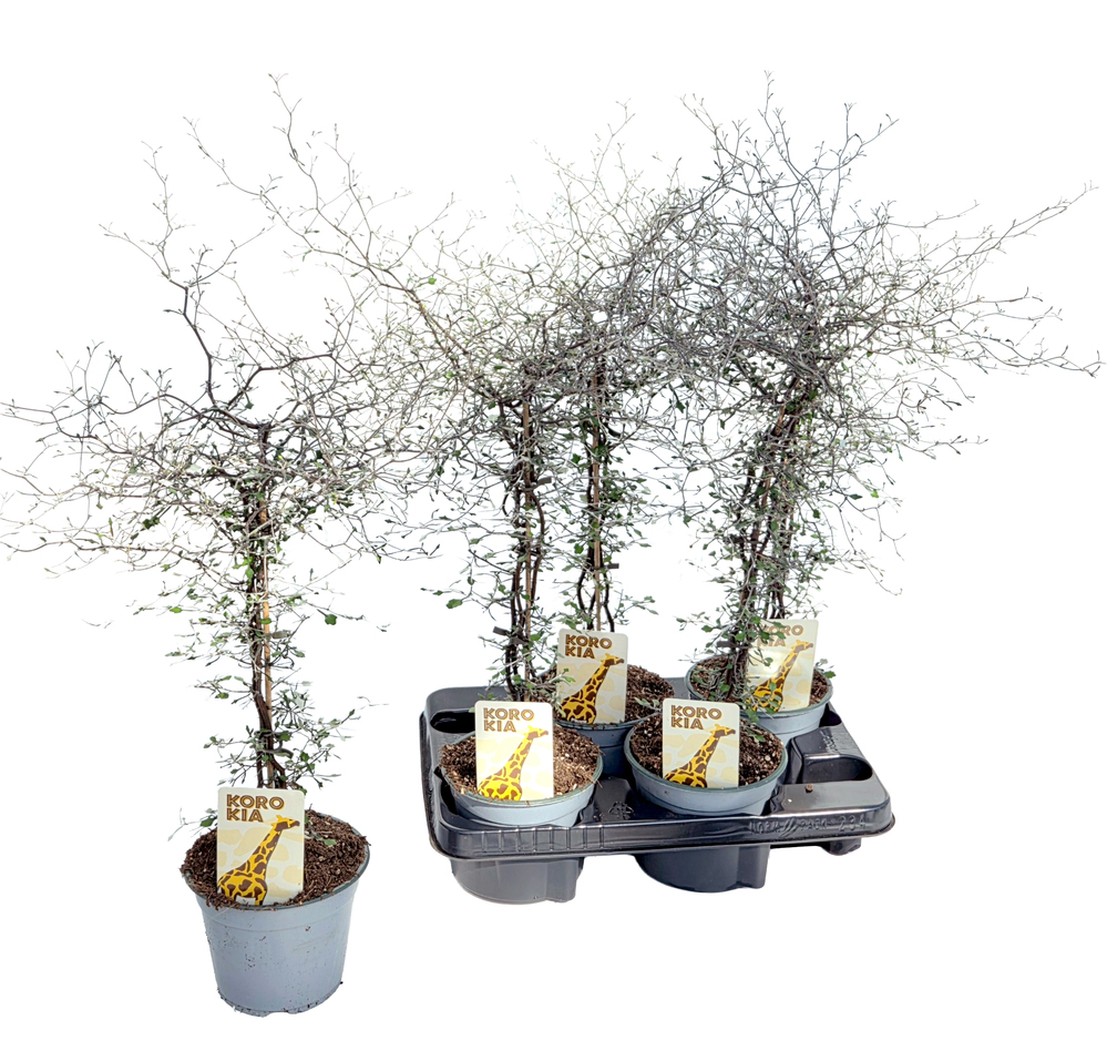 corokia cotoneaster