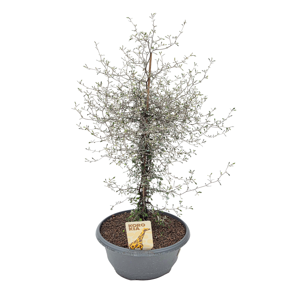corokia cotoneaster