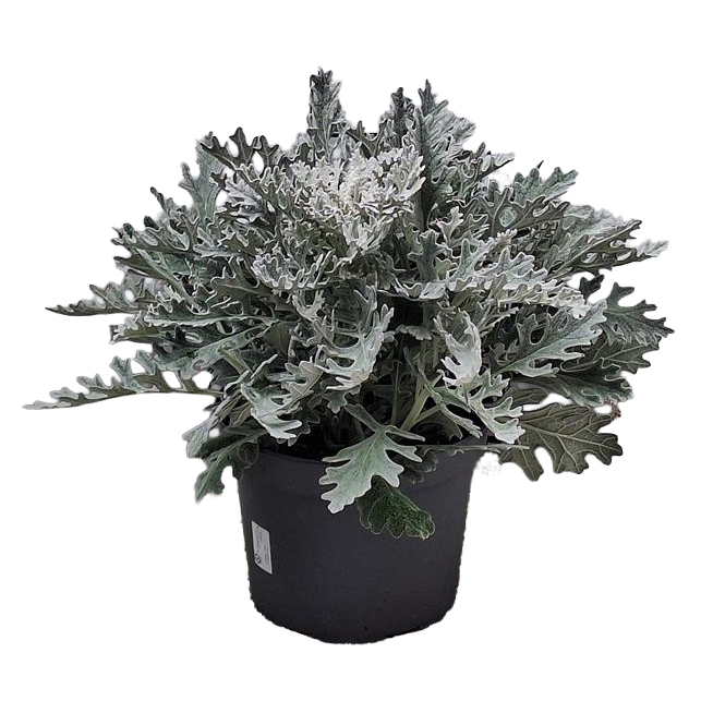 Senecio