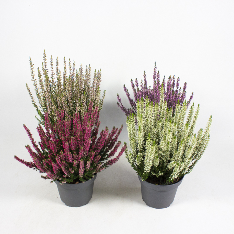 Calluna vulgaris beauty ladies