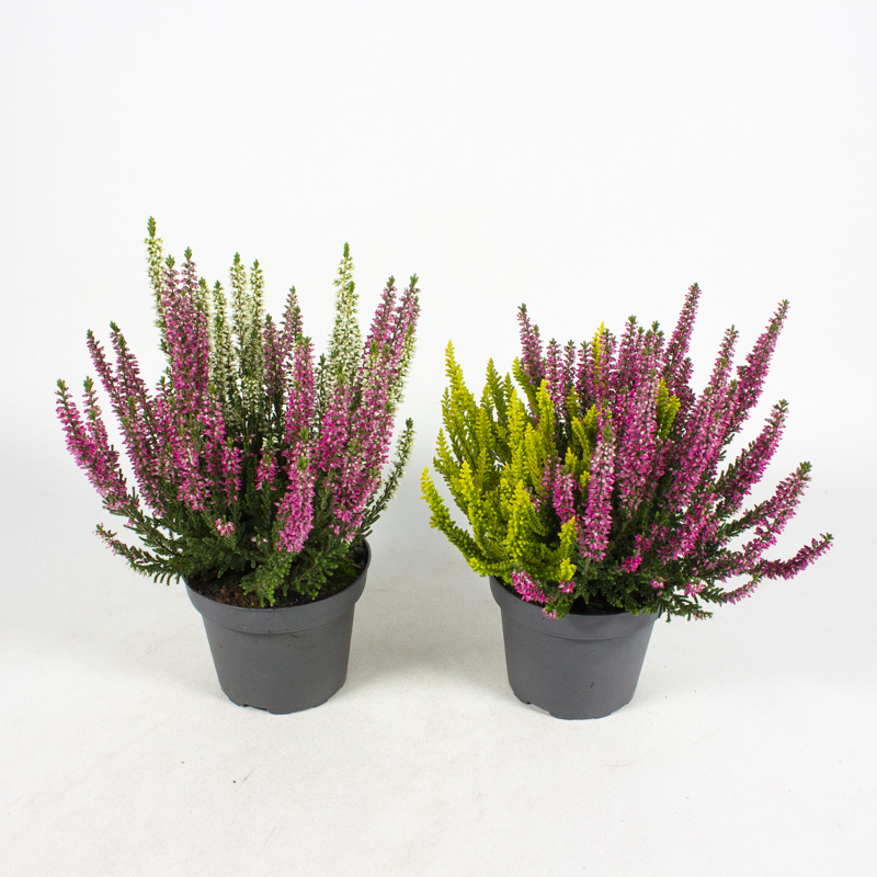 Calluna vulgaris beauty ladies sisters/twin