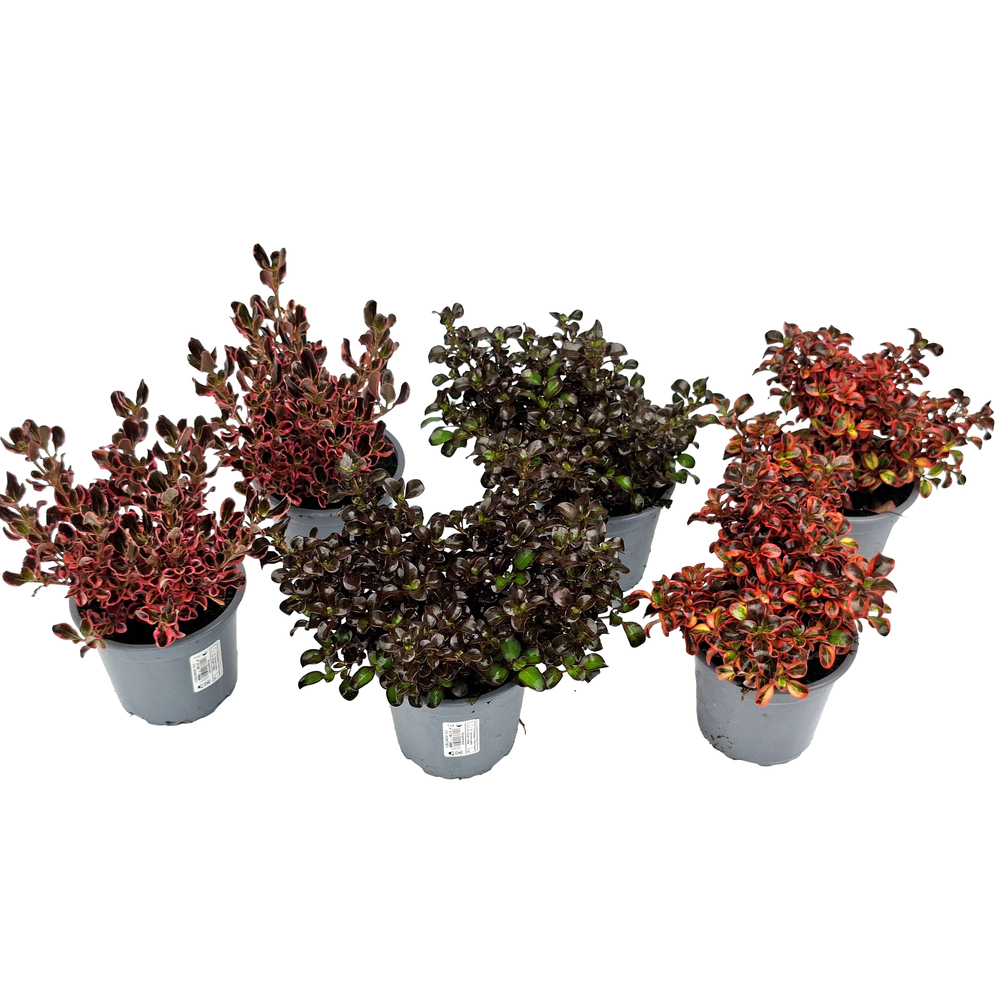 Coprosma repens