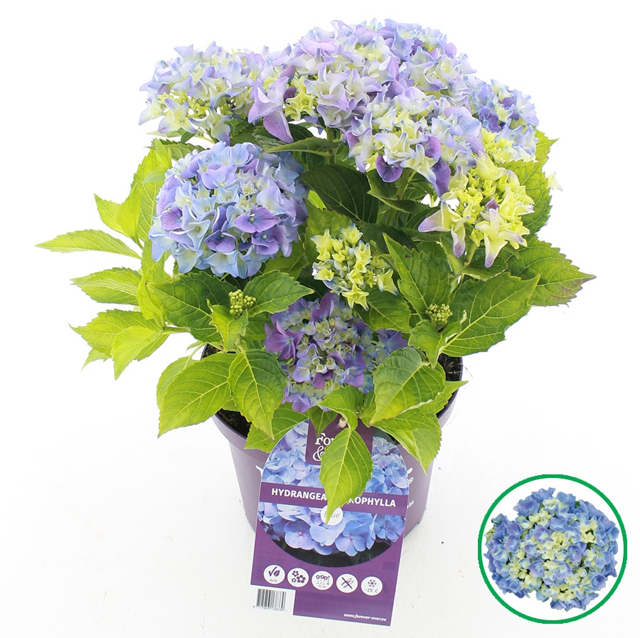 hydrangea