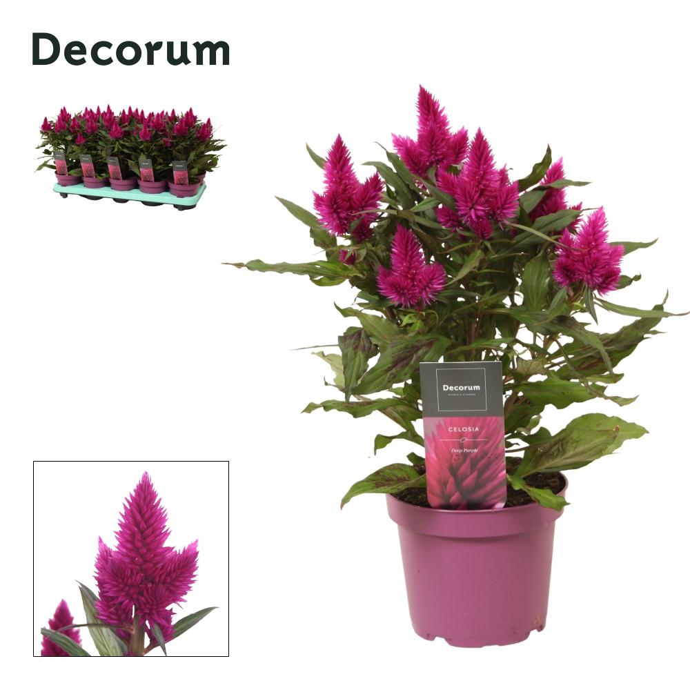 celosia