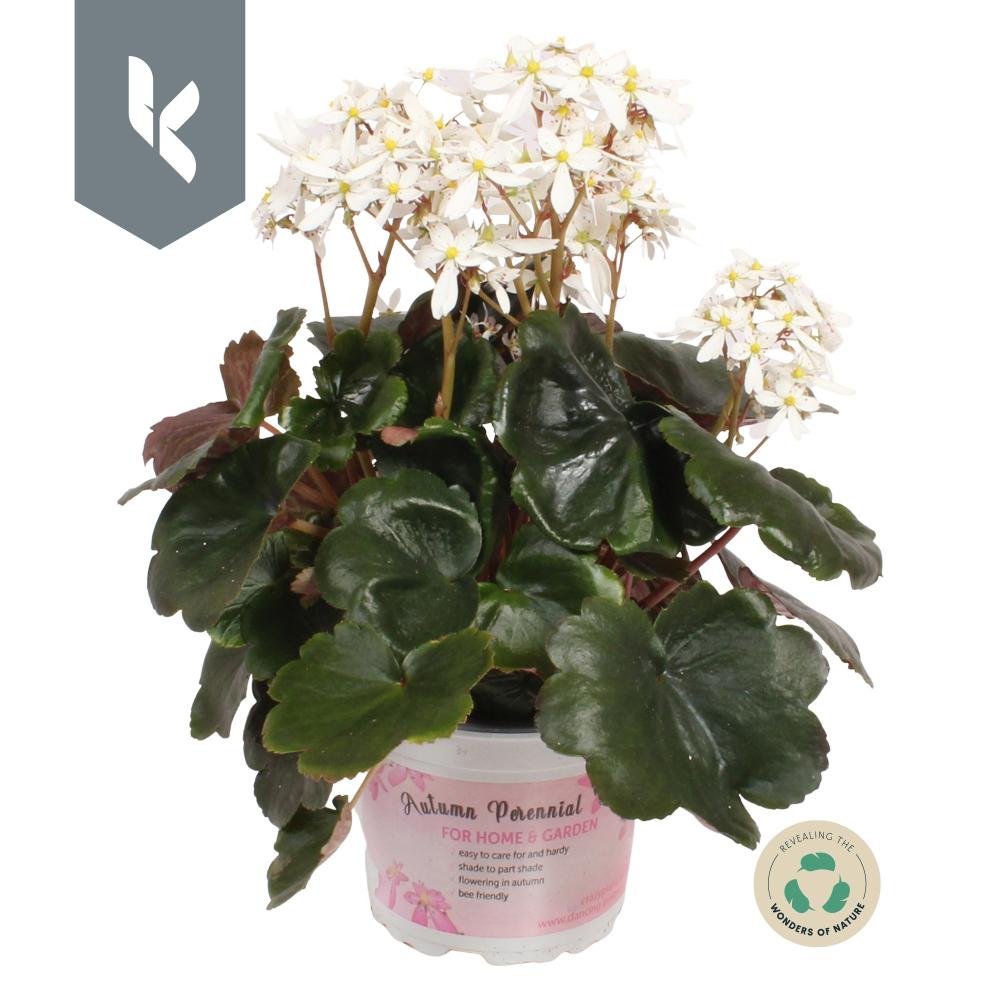 Saxifraga