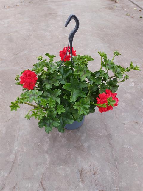 Geranium