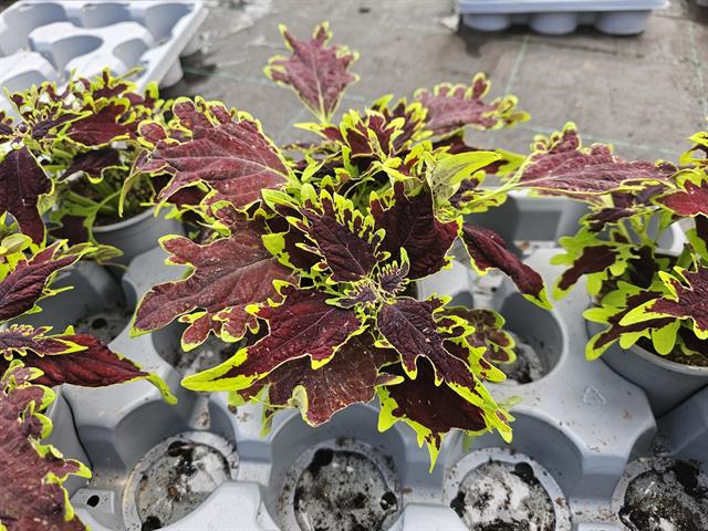 coleus