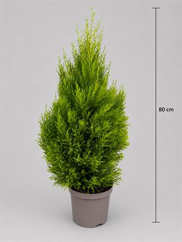 cupressus