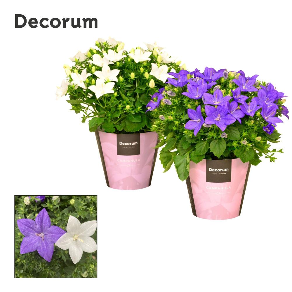 campanula