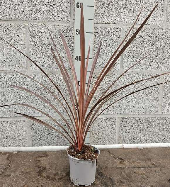 cordyline indivisa