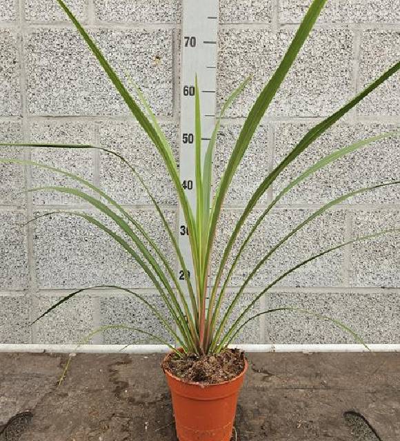 Cordyline indivisa