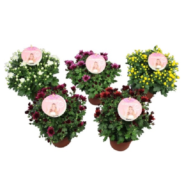 chrysanthemum multi boule